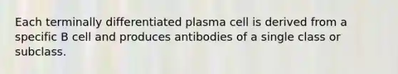 Each terminally differentiated plasma cell is derived from a specific B cell and produces antibodies of a single class or subclass.