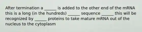 After termination a ______ is added to the other end of the mRNA this is a long (in the hundreds) ______ sequence ______ this will be recognized by ______ proteins to take mature mRNA out of the nucleus to the cytoplasm