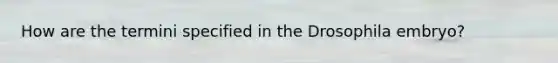 How are the termini specified in the Drosophila embryo?