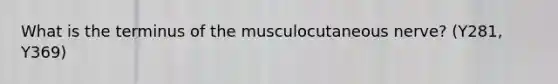 What is the terminus of the musculocutaneous nerve? (Y281, Y369)