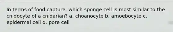 In terms of food capture, which sponge cell is most similar to the cnidocyte of a cnidarian? a. choanocyte b. amoebocyte c. epidermal cell d. pore cell