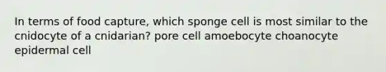 In terms of food capture, which sponge cell is most similar to the cnidocyte of a cnidarian? pore cell amoebocyte choanocyte epidermal cell