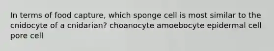 In terms of food capture, which sponge cell is most similar to the cnidocyte of a cnidarian? choanocyte amoebocyte epidermal cell pore cell