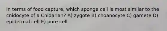 In terms of food capture, which sponge cell is most similar to the cnidocyte of a Cnidarian? A) zygote B) choanocyte C) gamete D) epidermal cell E) pore cell