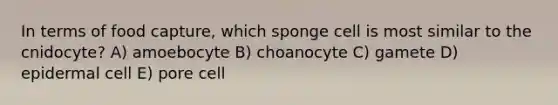 In terms of food capture, which sponge cell is most similar to the cnidocyte? A) amoebocyte B) choanocyte C) gamete D) epidermal cell E) pore cell