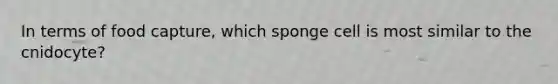 In terms of food capture, which sponge cell is most similar to the cnidocyte?