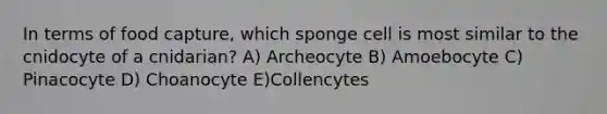 In terms of food capture, which sponge cell is most similar to the cnidocyte of a cnidarian? A) Archeocyte B) Amoebocyte C) Pinacocyte D) Choanocyte E)Collencytes