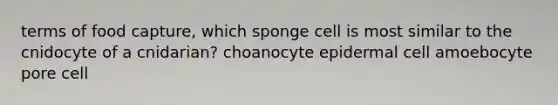 terms of food capture, which sponge cell is most similar to the cnidocyte of a cnidarian? choanocyte epidermal cell amoebocyte pore cell