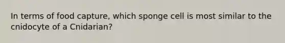 In terms of food capture, which sponge cell is most similar to the cnidocyte of a Cnidarian?