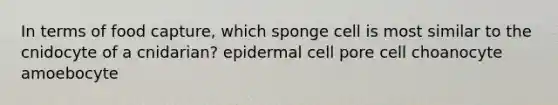 In terms of food capture, which sponge cell is most similar to the cnidocyte of a cnidarian? epidermal cell pore cell choanocyte amoebocyte