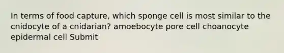 In terms of food capture, which sponge cell is most similar to the cnidocyte of a cnidarian? amoebocyte pore cell choanocyte epidermal cell Submit