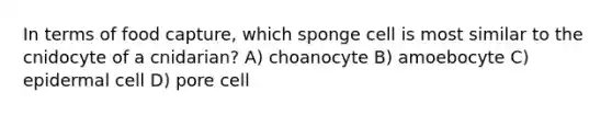 In terms of food capture, which sponge cell is most similar to the cnidocyte of a cnidarian? A) choanocyte B) amoebocyte C) epidermal cell D) pore cell