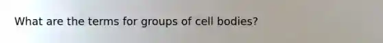 What are the terms for groups of cell bodies?