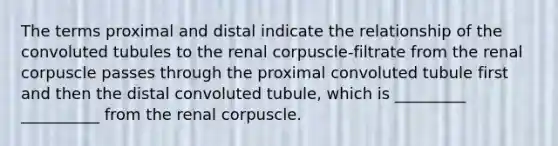 The terms proximal and distal indicate the relationship of the convoluted tubules to the renal corpuscle-filtrate from the renal corpuscle passes through the proximal convoluted tubule first and then the distal convoluted tubule, which is _________ __________ from the renal corpuscle.