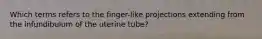 Which terms refers to the finger-like projections extending from the infundibulum of the uterine tube?