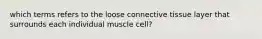 which terms refers to the loose connective tissue layer that surrounds each individual muscle cell?