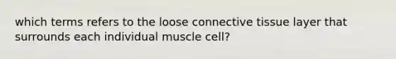 which terms refers to the loose connective tissue layer that surrounds each individual muscle cell?