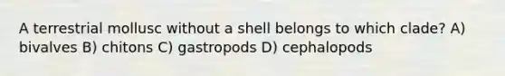 A terrestrial mollusc without a shell belongs to which clade? A) bivalves B) chitons C) gastropods D) cephalopods