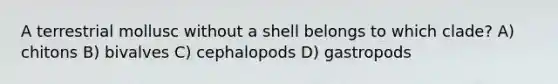 A terrestrial mollusc without a shell belongs to which clade? A) chitons B) bivalves C) cephalopods D) gastropods