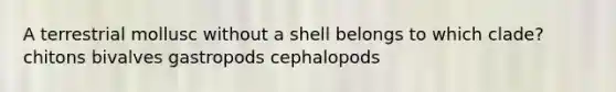 A terrestrial mollusc without a shell belongs to which clade? chitons bivalves gastropods cephalopods