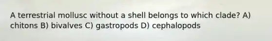 A terrestrial mollusc without a shell belongs to which clade? A) chitons B) bivalves C) gastropods D) cephalopods