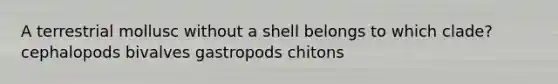 A terrestrial mollusc without a shell belongs to which clade? cephalopods bivalves gastropods chitons