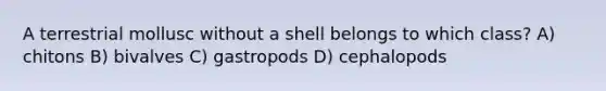 A terrestrial mollusc without a shell belongs to which class? A) chitons B) bivalves C) gastropods D) cephalopods