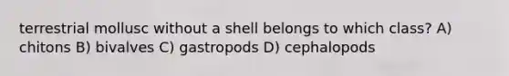 terrestrial mollusc without a shell belongs to which class? A) chitons B) bivalves C) gastropods D) cephalopods