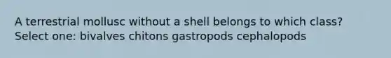 A terrestrial mollusc without a shell belongs to which class? Select one: bivalves chitons gastropods cephalopods