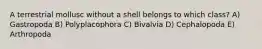 A terrestrial mollusc without a shell belongs to which class? A) Gastropoda B) Polyplacophora C) Bivalvia D) Cephalopoda E) Arthropoda