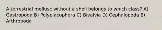 A terrestrial mollusc without a shell belongs to which class? A) Gastropoda B) Polyplacophora C) Bivalvia D) Cephalopoda E) Arthropoda