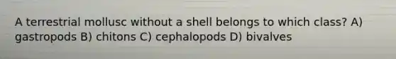 A terrestrial mollusc without a shell belongs to which class? A) gastropods B) chitons C) cephalopods D) bivalves