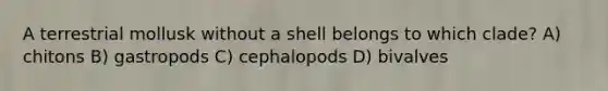 A terrestrial mollusk without a shell belongs to which clade? A) chitons B) gastropods C) cephalopods D) bivalves