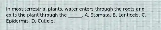 In most terrestrial plants, water enters through the roots and exits the plant through the ______. A. Stomata. B. Lenticels. C. Epidermis. D. Cuticle.