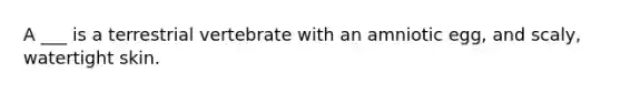 A ___ is a terrestrial vertebrate with an amniotic egg, and scaly, watertight skin.