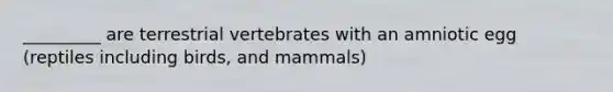 _________ are terrestrial vertebrates with an amniotic egg (reptiles including birds, and mammals)