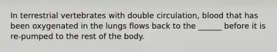 In terrestrial vertebrates with double circulation, blood that has been oxygenated in the lungs flows back to the ______ before it is re-pumped to the rest of the body.