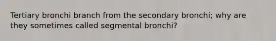 Tertiary bronchi branch from the secondary bronchi; why are they sometimes called segmental bronchi?