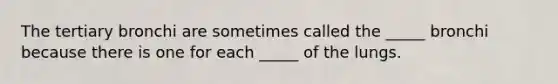 The tertiary bronchi are sometimes called the _____ bronchi because there is one for each _____ of the lungs.