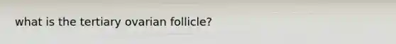 what is the tertiary ovarian follicle?