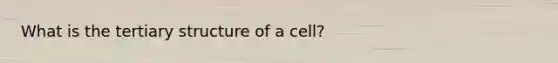 What is the tertiary structure of a cell?