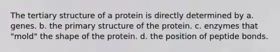 The tertiary structure of a protein is directly determined by a. genes. b. the primary structure of the protein. c. enzymes that "mold" the shape of the protein. d. the position of peptide bonds.