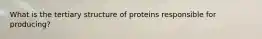 What is the tertiary structure of proteins responsible for producing?