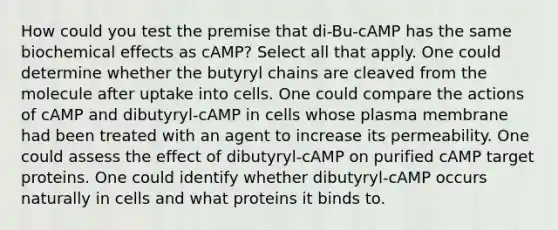 How could you test the premise that di-Bu-cAMP has the same biochemical effects as cAMP? Select all that apply. One could determine whether the butyryl chains are cleaved from the molecule after uptake into cells. One could compare the actions of cAMP and dibutyryl-cAMP in cells whose plasma membrane had been treated with an agent to increase its permeability. One could assess the effect of dibutyryl-cAMP on purified cAMP target proteins. One could identify whether dibutyryl-cAMP occurs naturally in cells and what proteins it binds to.