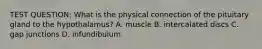 TEST QUESTION: What is the physical connection of the pituitary gland to the hypothalamus? A. muscle B. intercalated discs C. gap junctions D. infundibulum