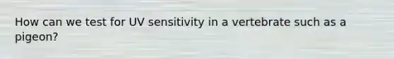 How can we test for UV sensitivity in a vertebrate such as a pigeon?