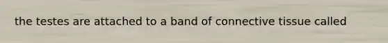 the testes are attached to a band of connective tissue called
