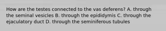 How are the testes connected to the vas​ deferens? A. through the seminal vesicles B. through the epididymis C. through the ejaculatory duct D. through the seminiferous tubules