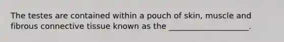 The testes are contained within a pouch of skin, muscle and fibrous <a href='https://www.questionai.com/knowledge/kYDr0DHyc8-connective-tissue' class='anchor-knowledge'>connective tissue</a> known as the ____________________.