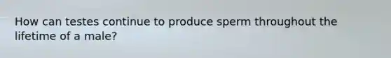 How can testes continue to produce sperm throughout the lifetime of a male?